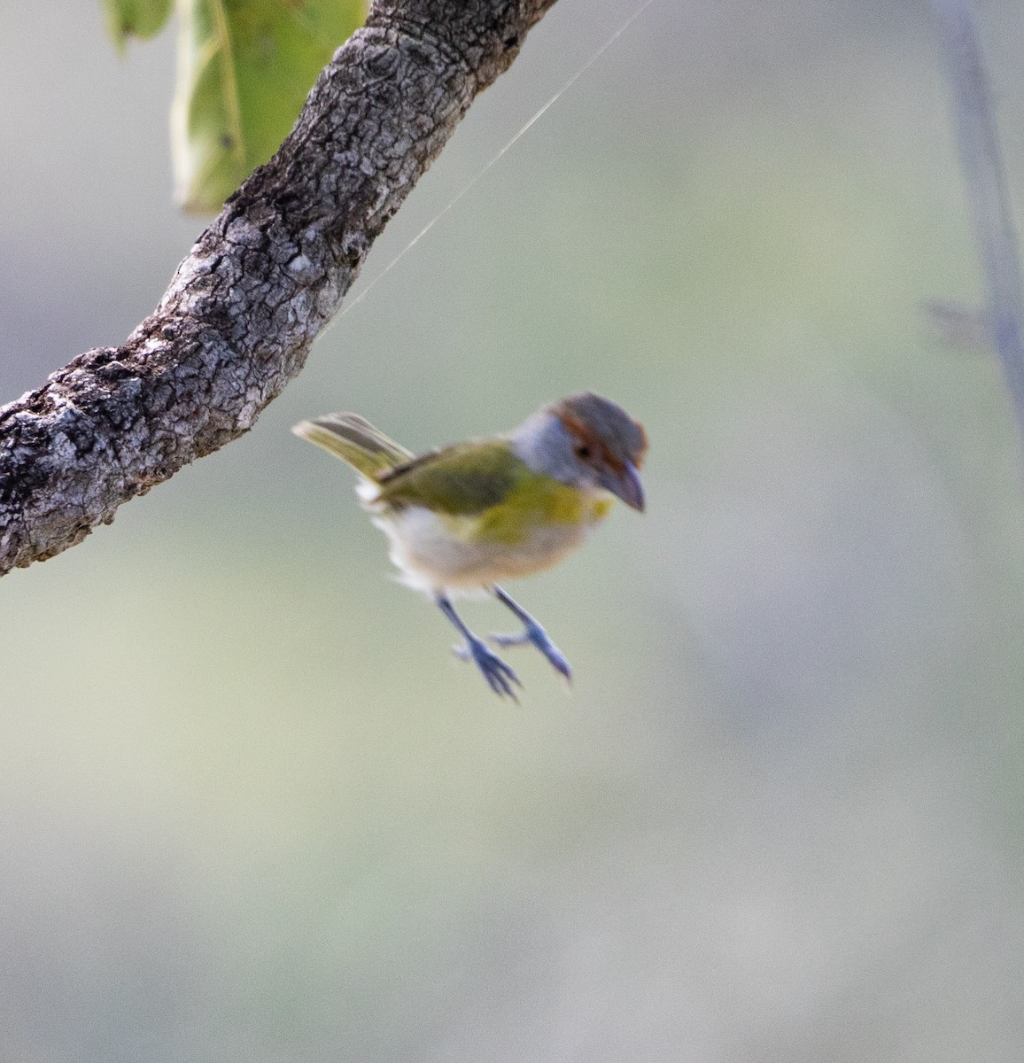 Rufous-browed Peppershrike - ML635247581