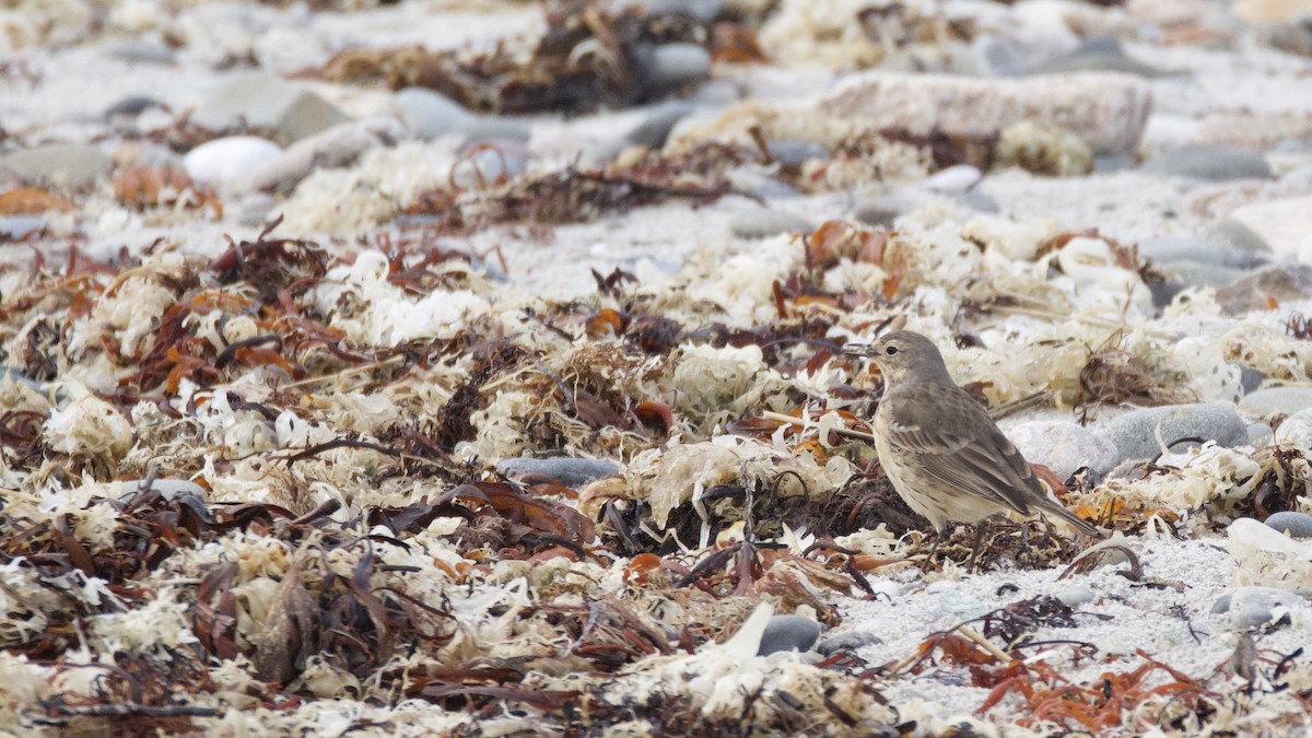 American Pipit - ML635247635