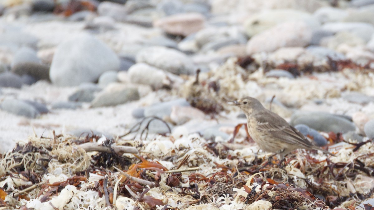 American Pipit - ML635247636