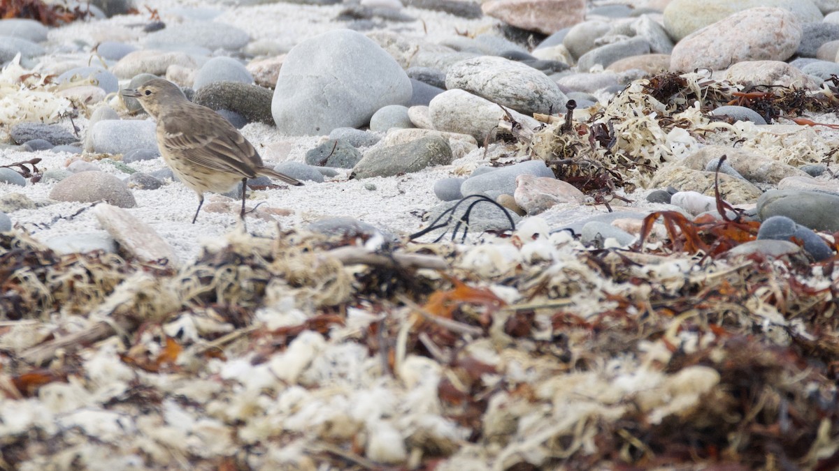 American Pipit - ML635247637