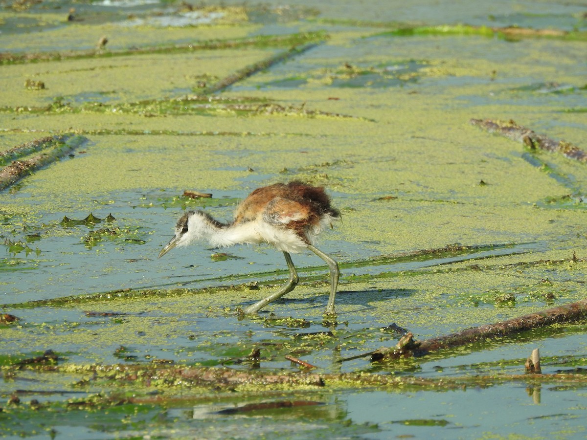 African Jacana - ML635247707