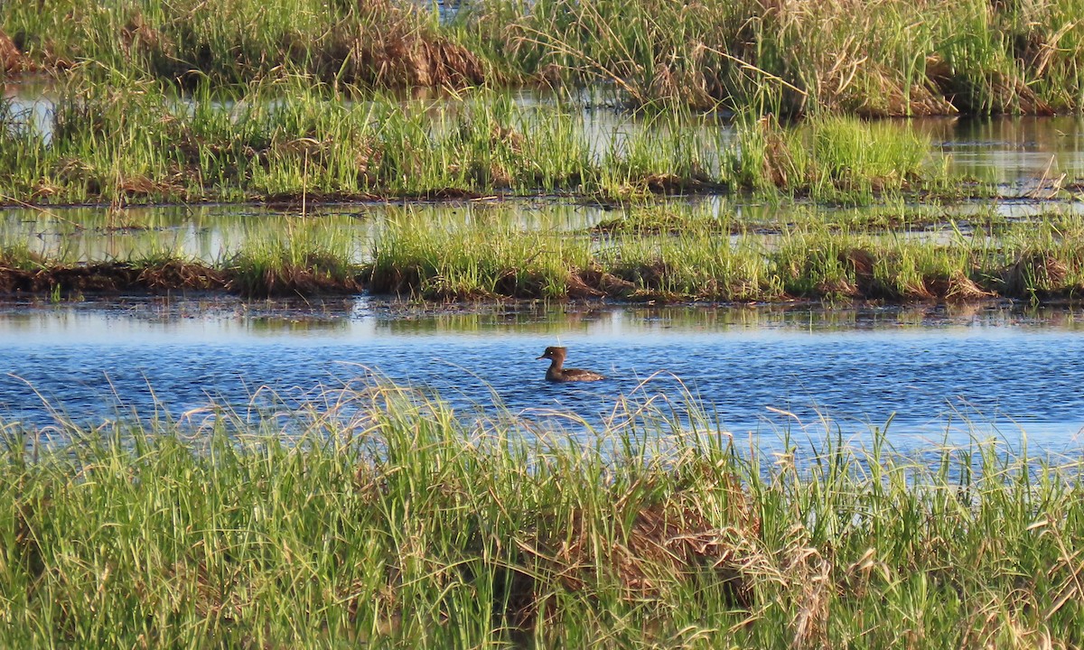 Hooded Merganser - ML635247718