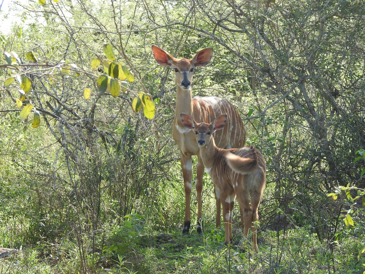 Animals - ML635247729