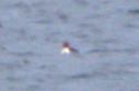 King Eider - ML635247742