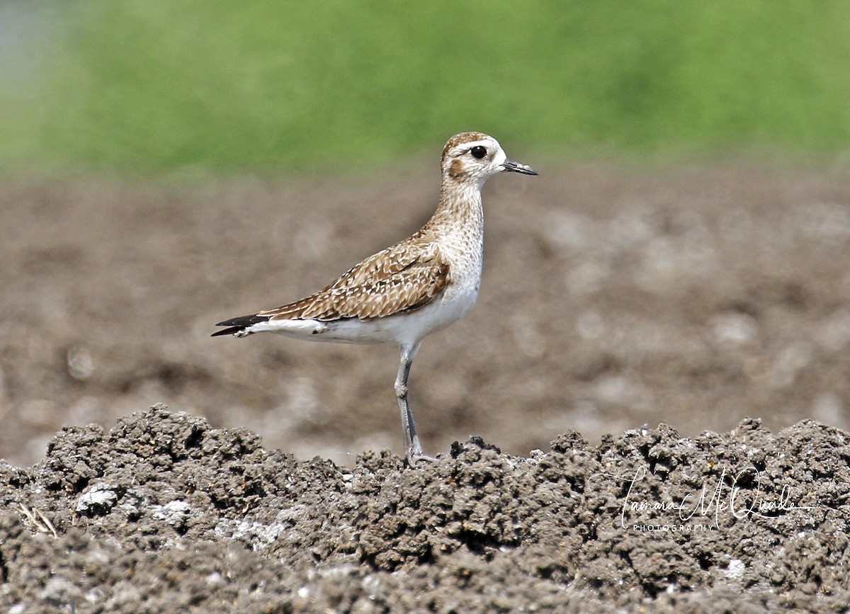 American Golden-Plover - Tammy McQuade