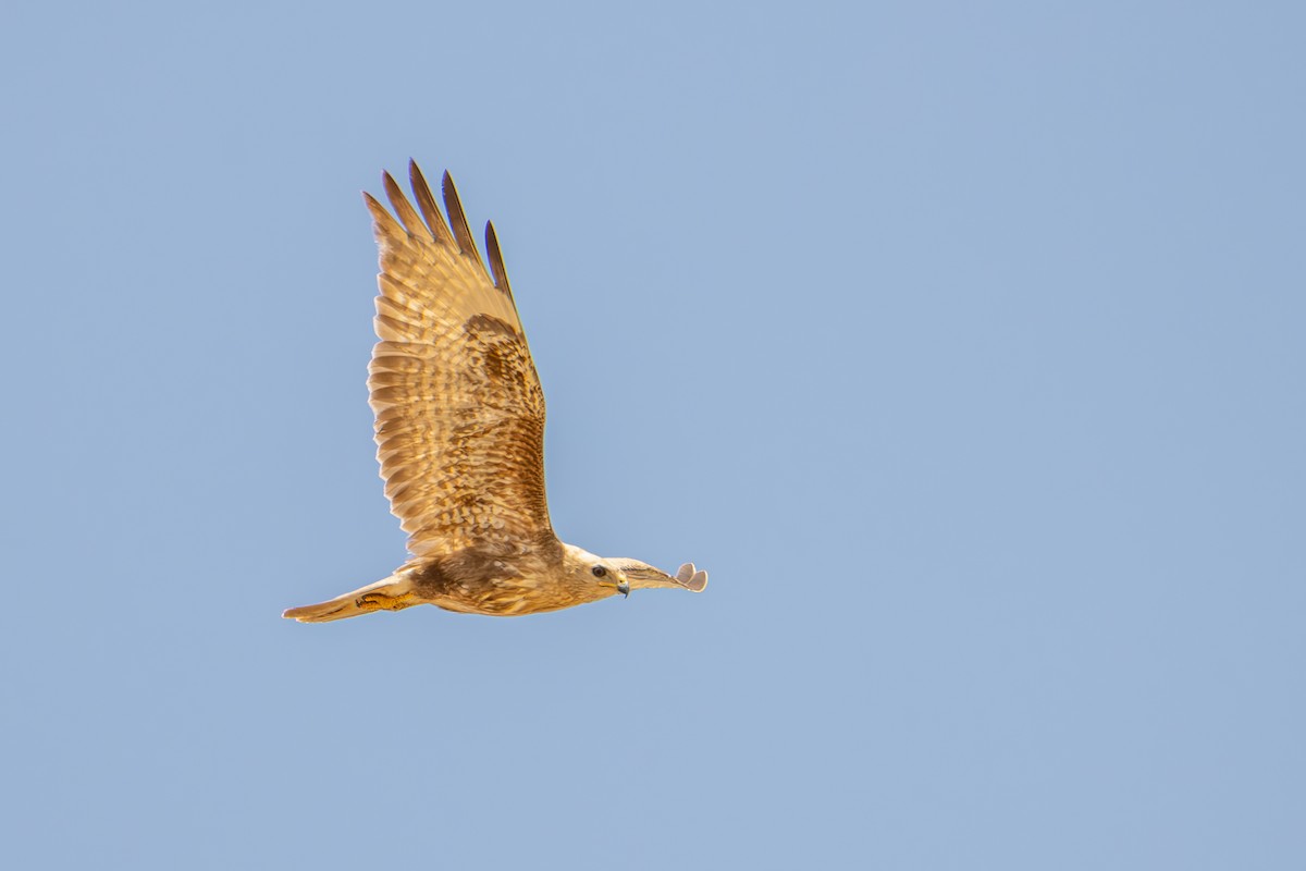 歐亞鵟(vulpinus/menetriesi) - ML635247882