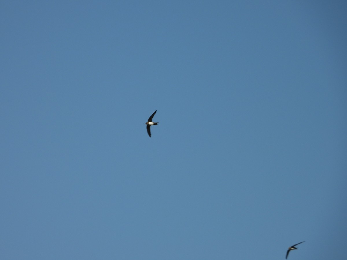 Alpine Swift - ML635247909