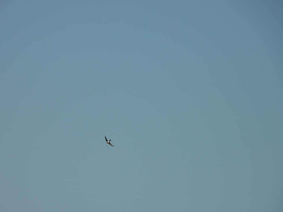 Alpine Swift - ML635247910