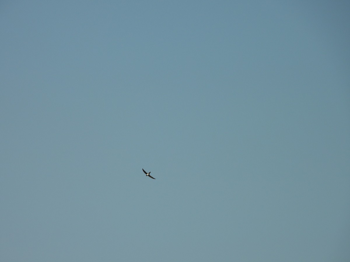 Alpine Swift - ML635247911