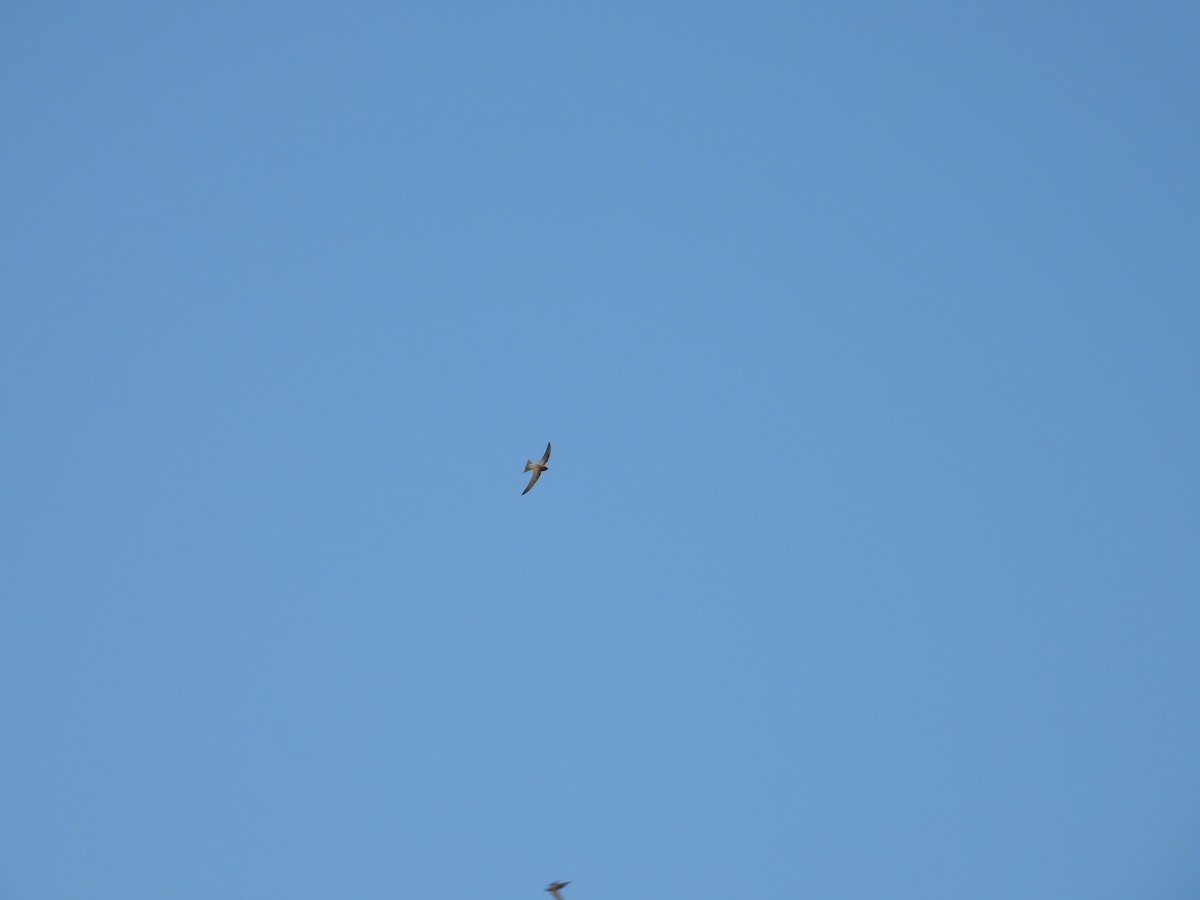 Alpine Swift - ML635247912