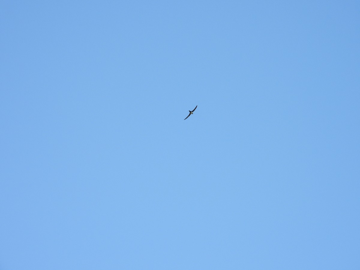Alpine Swift - ML635247913