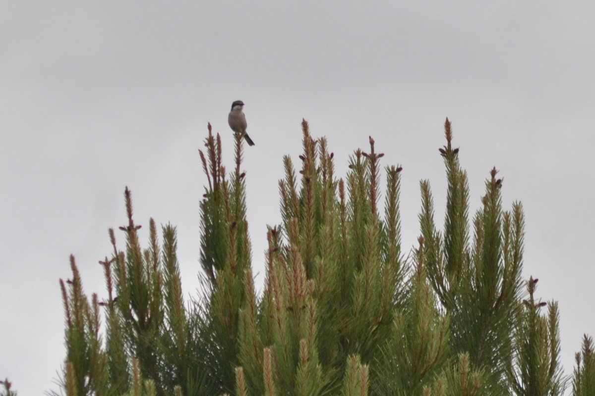 Iberian Gray Shrike - ML635247924