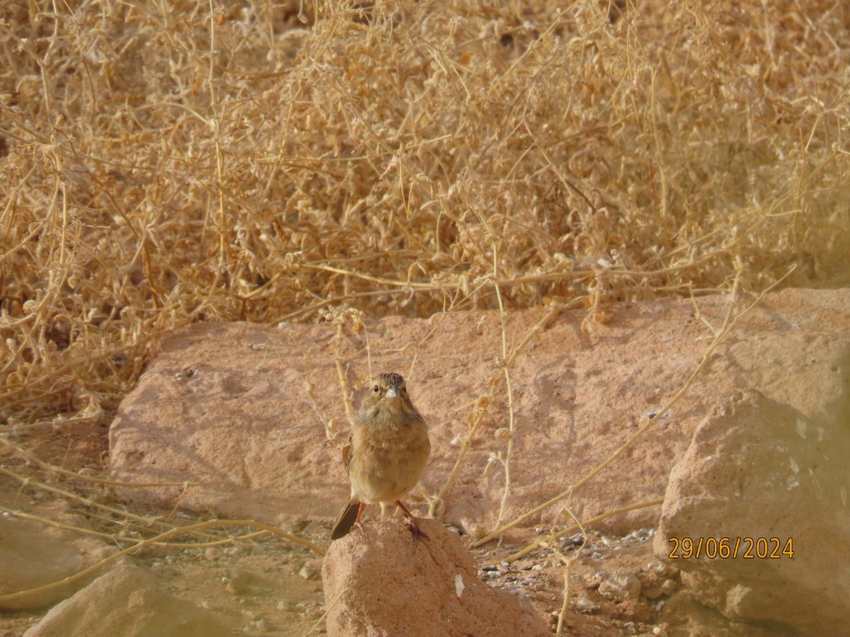 Lark-like Bunting - ML635247925
