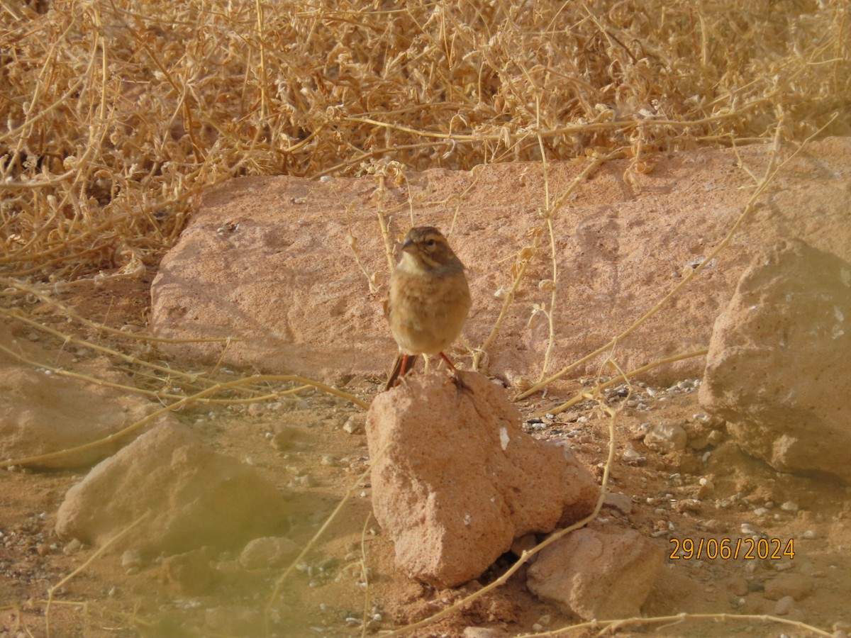 Lark-like Bunting - ML635247926