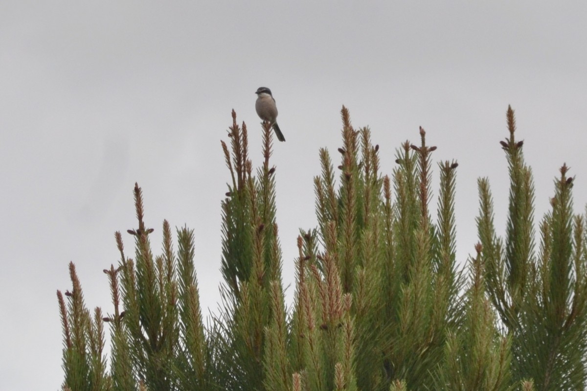 Iberian Gray Shrike - ML635247939
