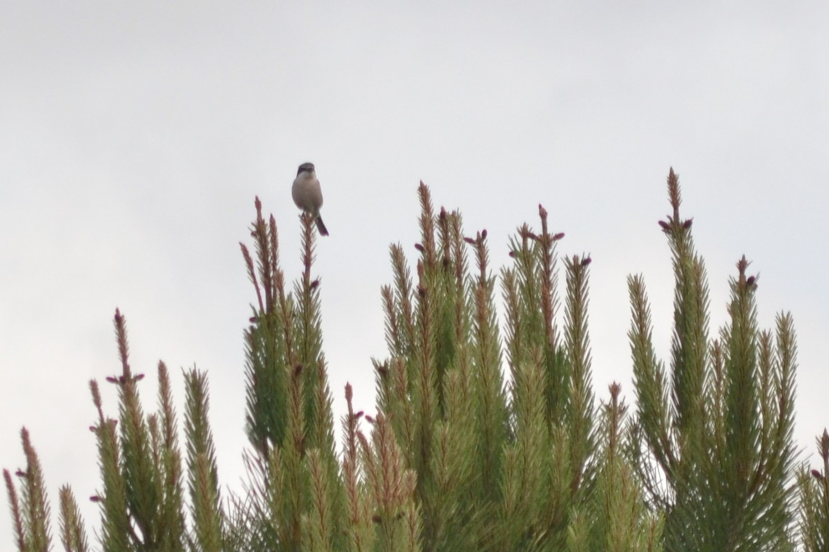 Iberian Gray Shrike - ML635247951