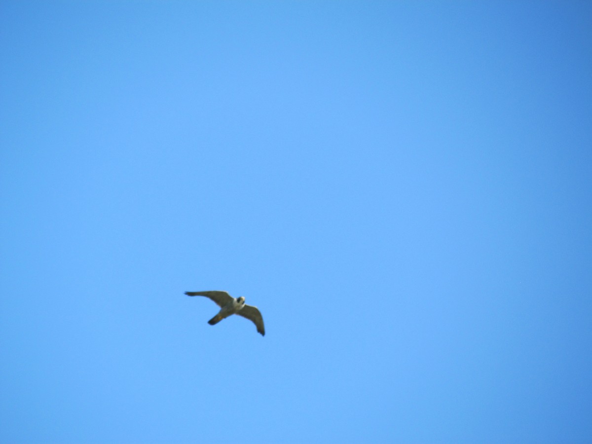 Osprey - ML635247975