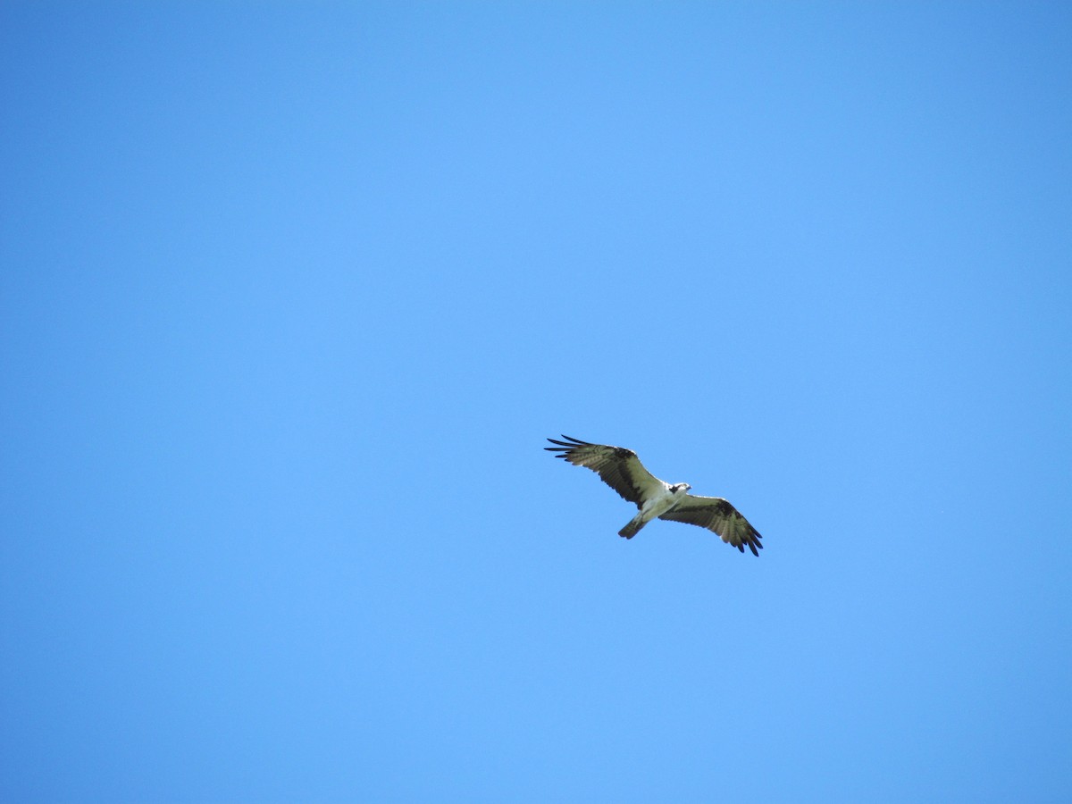 Osprey - ML635247976