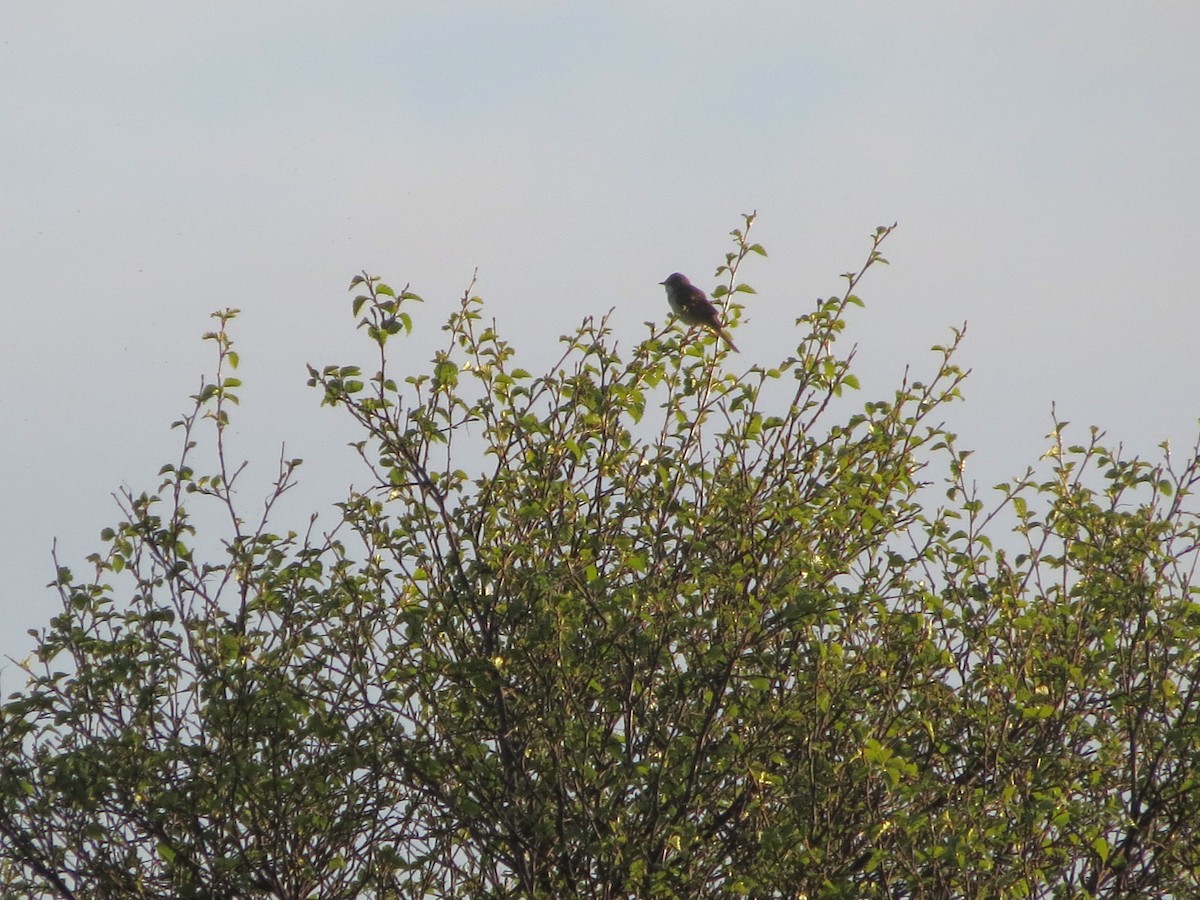 Greater Whitethroat - ML635247986