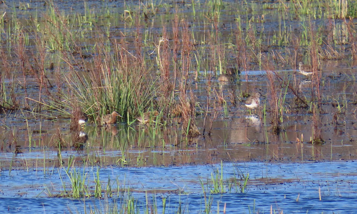 Short-billed/Long-billed Dowitcher - ML635248029