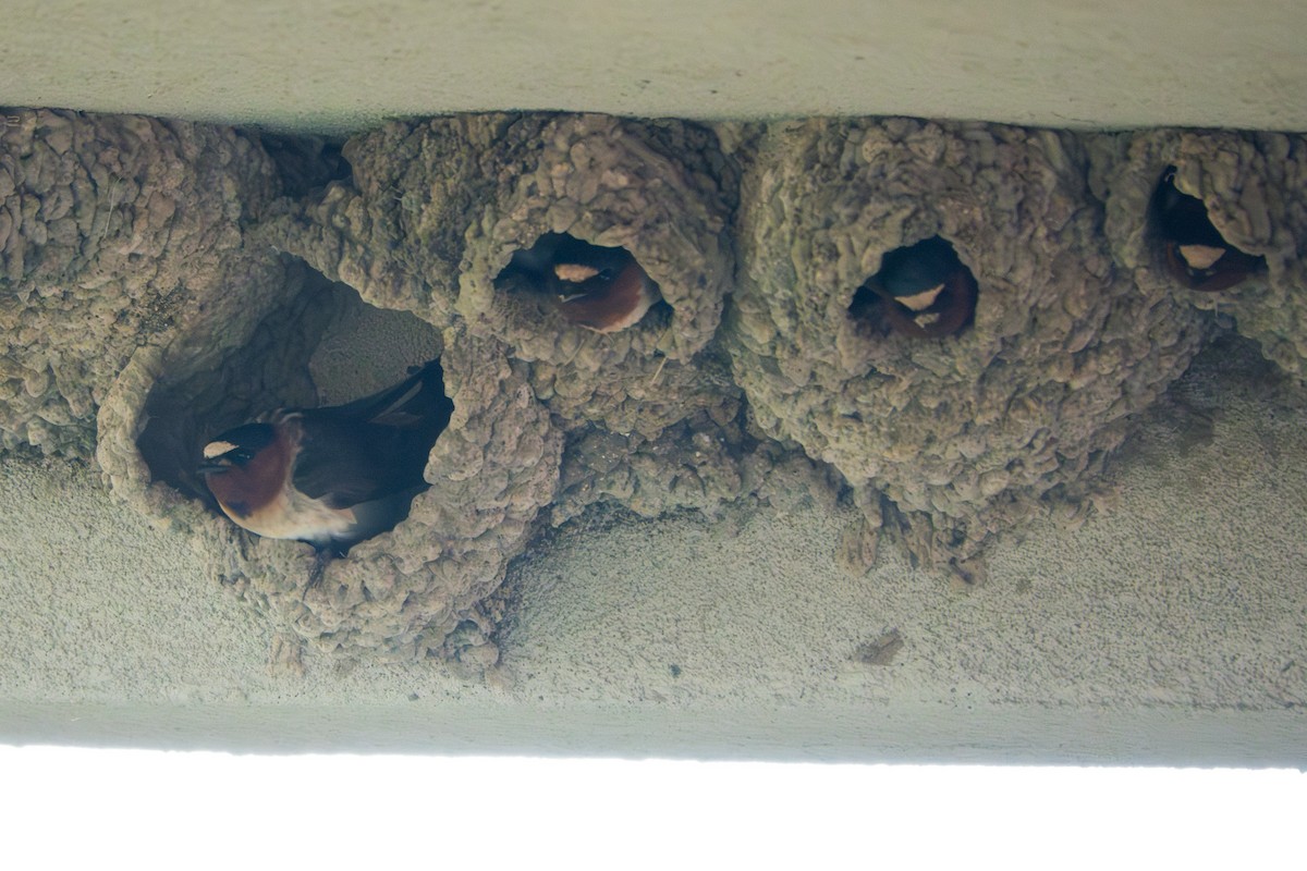 סנונית אמריקנית - ML635248039