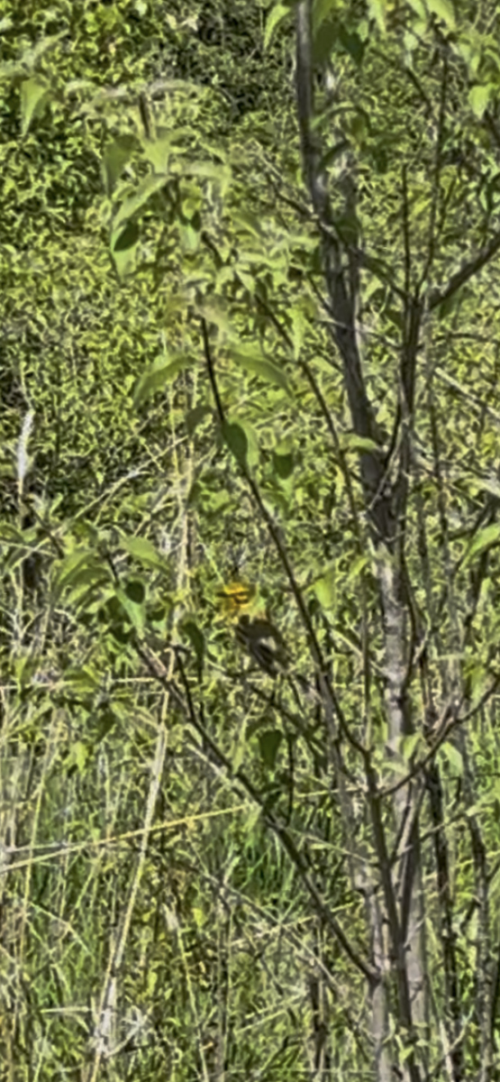 lesňáček pokřovní - ML635248053