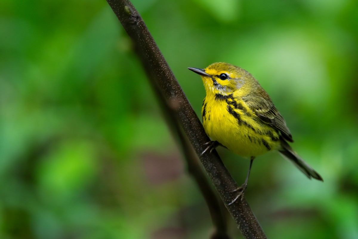 Prairie Warbler - ML635248059
