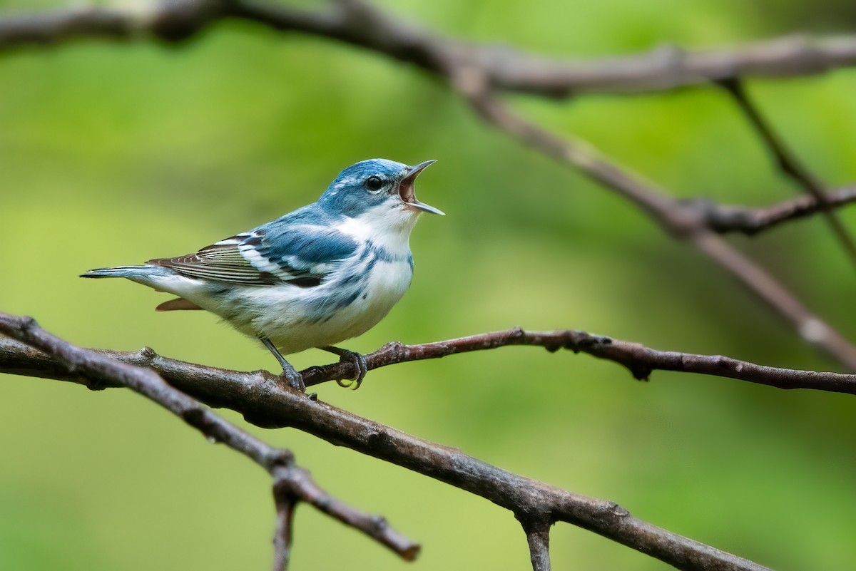 Cerulean Warbler - ML635248067