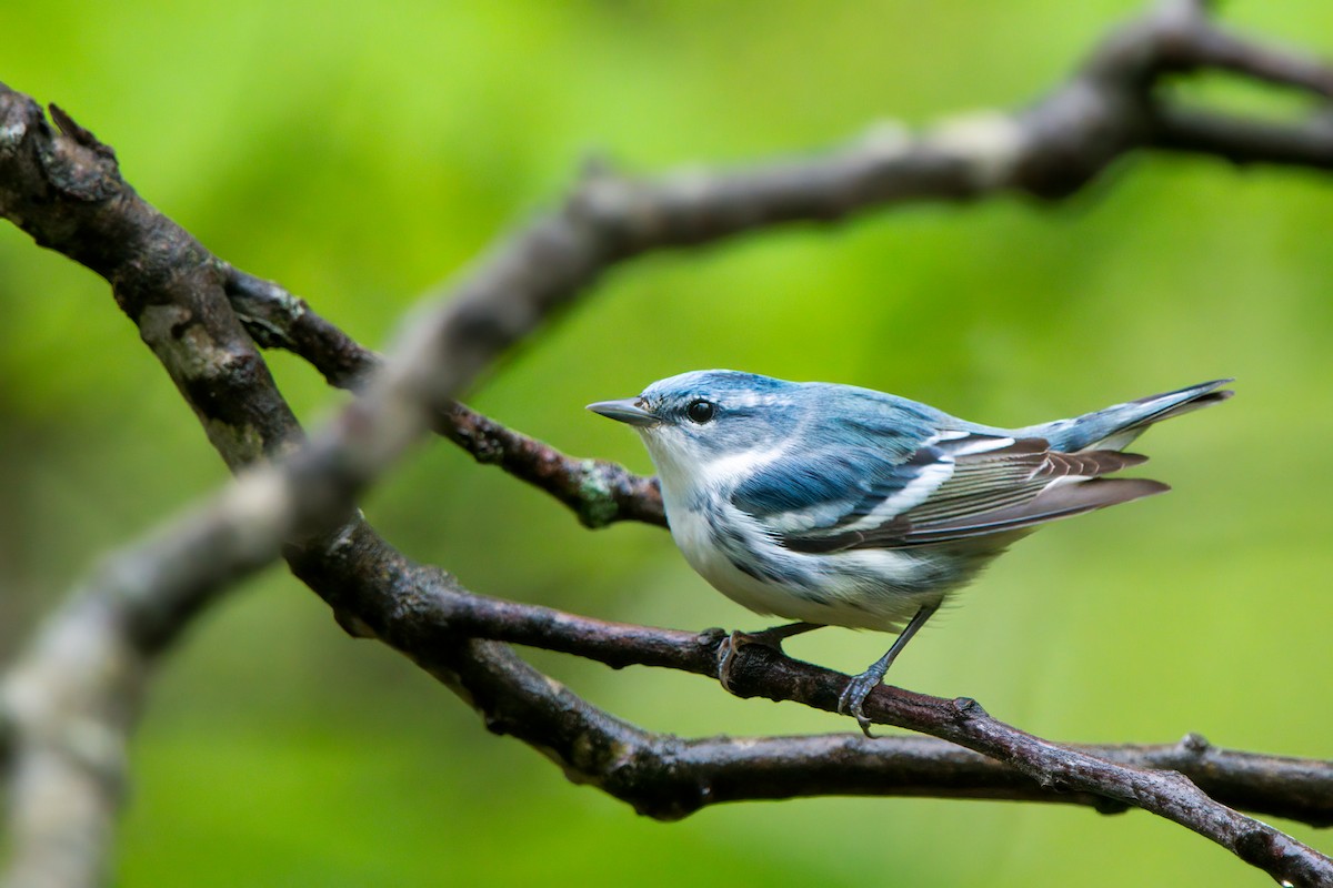 Cerulean Warbler - ML635248068