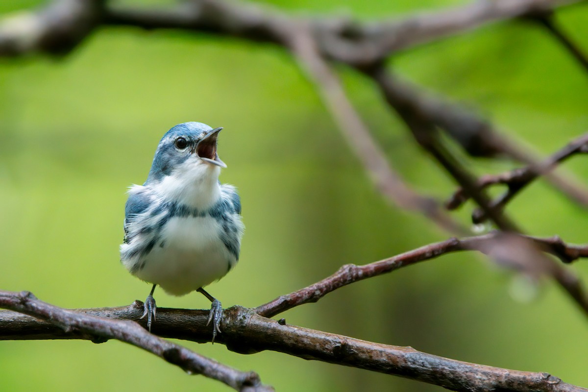 Cerulean Warbler - ML635248069