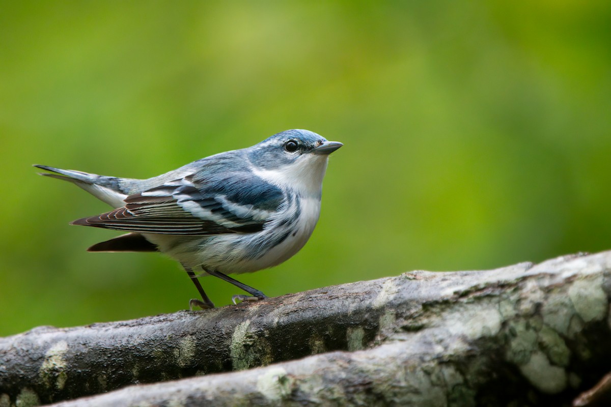 Cerulean Warbler - ML635248070