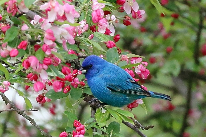 Indigo Bunting - Kim Weeks