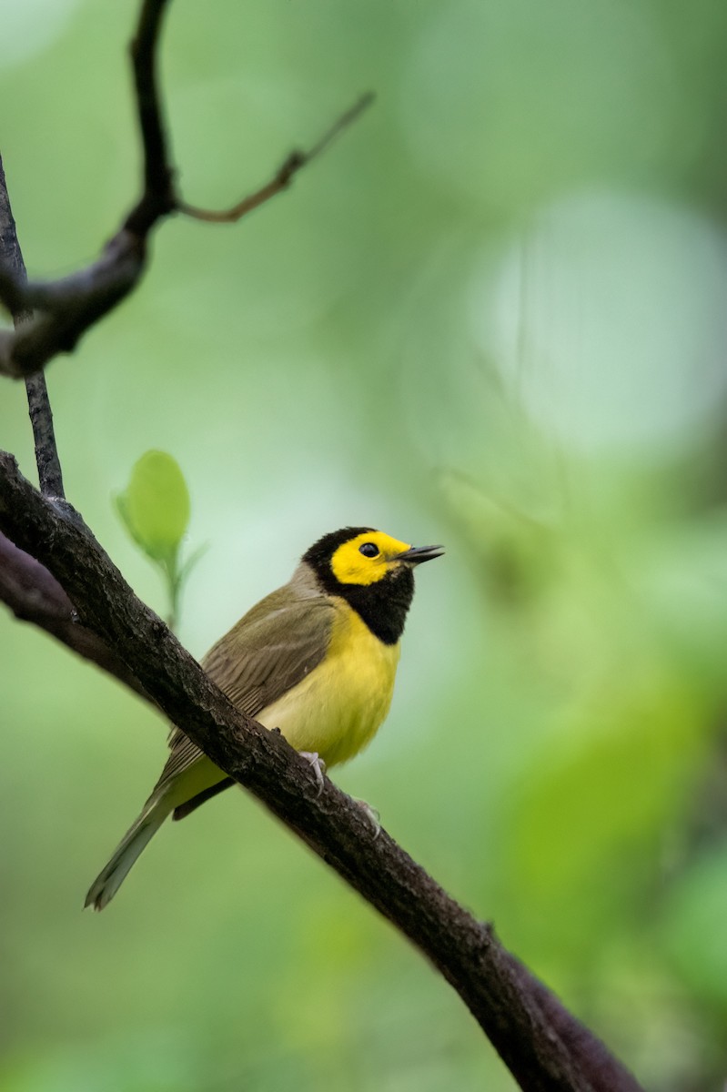 Hooded Warbler - ML635248115