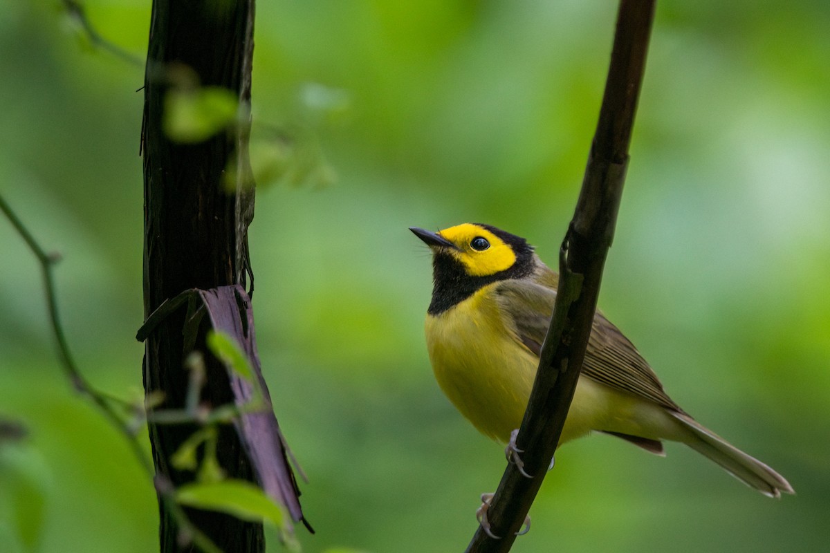 Hooded Warbler - ML635248116