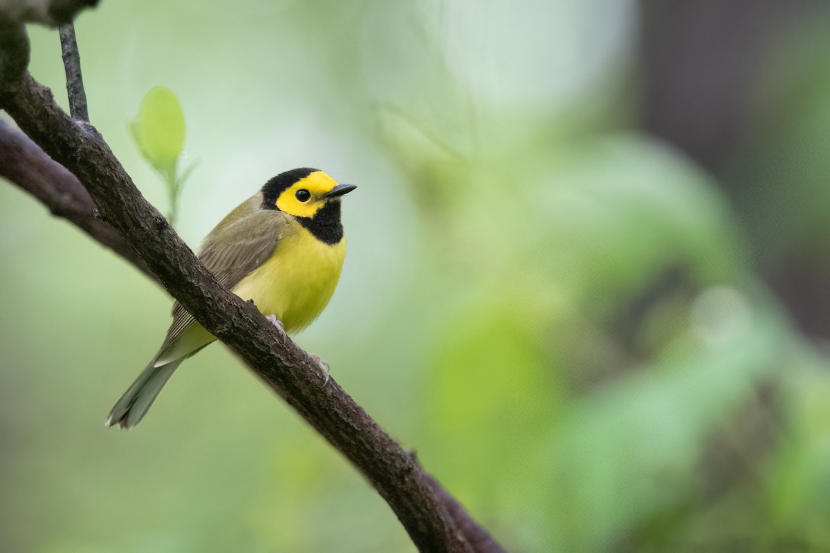 Hooded Warbler - ML635248117