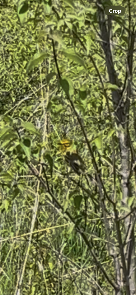 lesňáček pokřovní - ML635248123