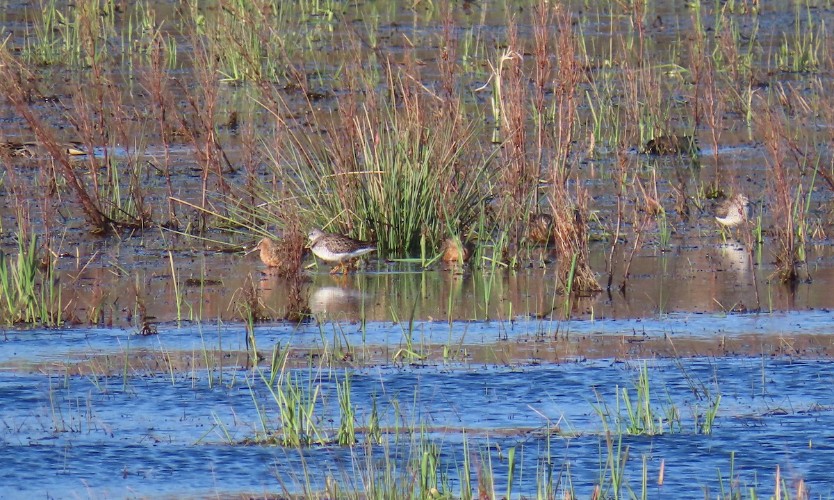 Short-billed/Long-billed Dowitcher - ML635248189