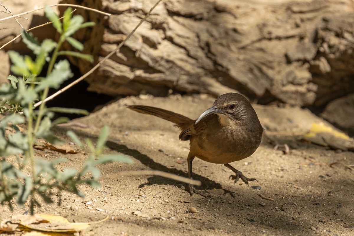 California Thrasher - ML635248209