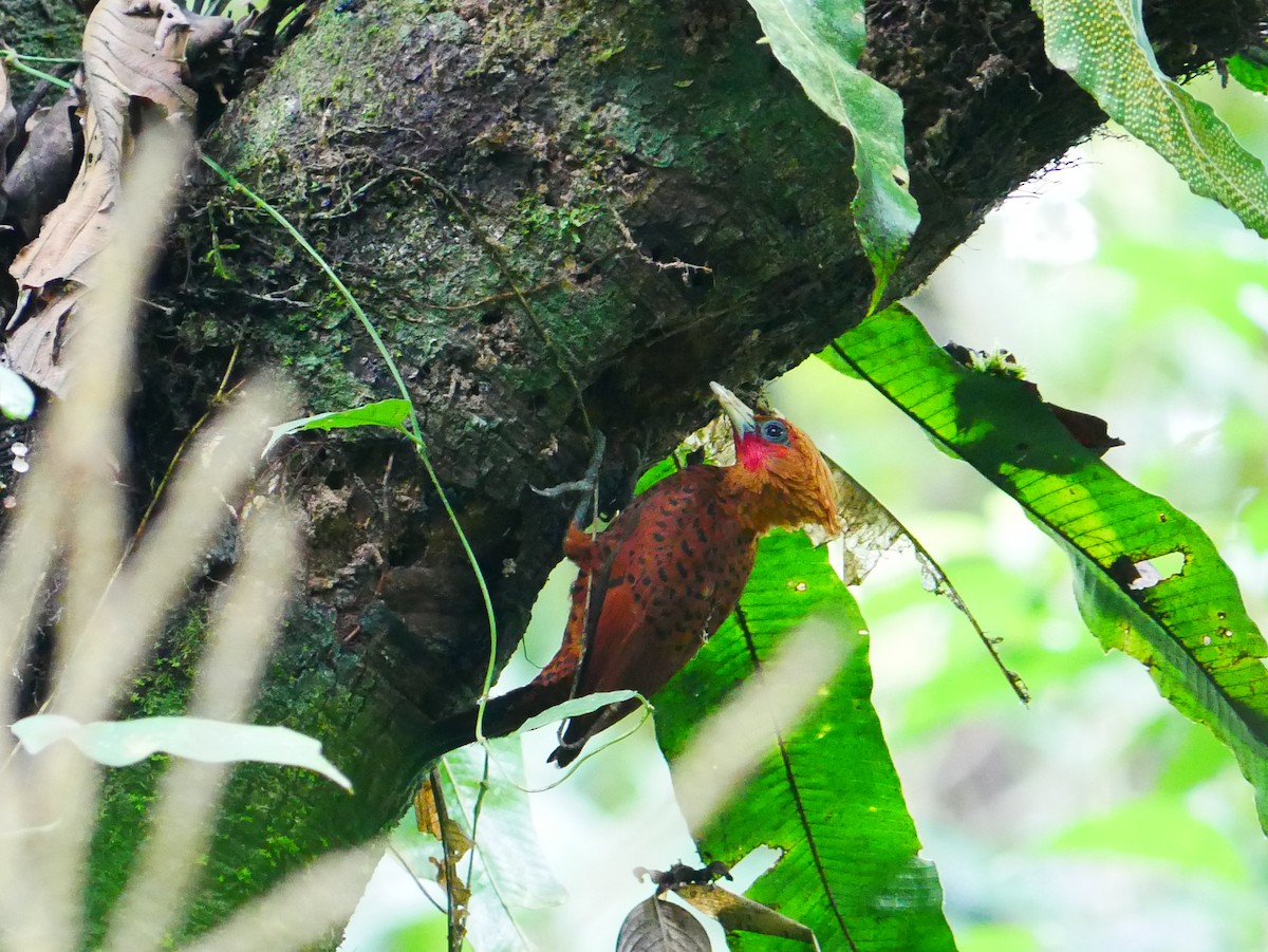 Chestnut-colored Woodpecker - ML635248233