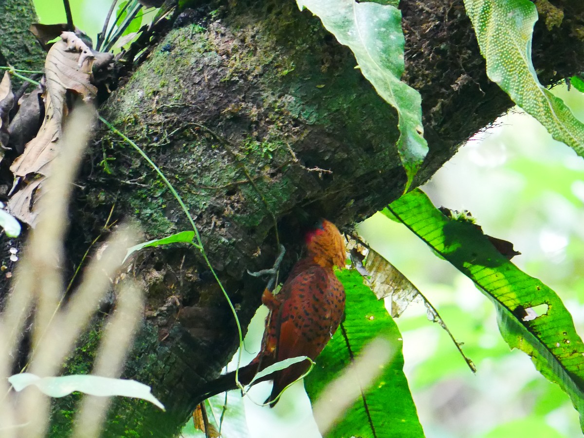 Chestnut-colored Woodpecker - ML635248234