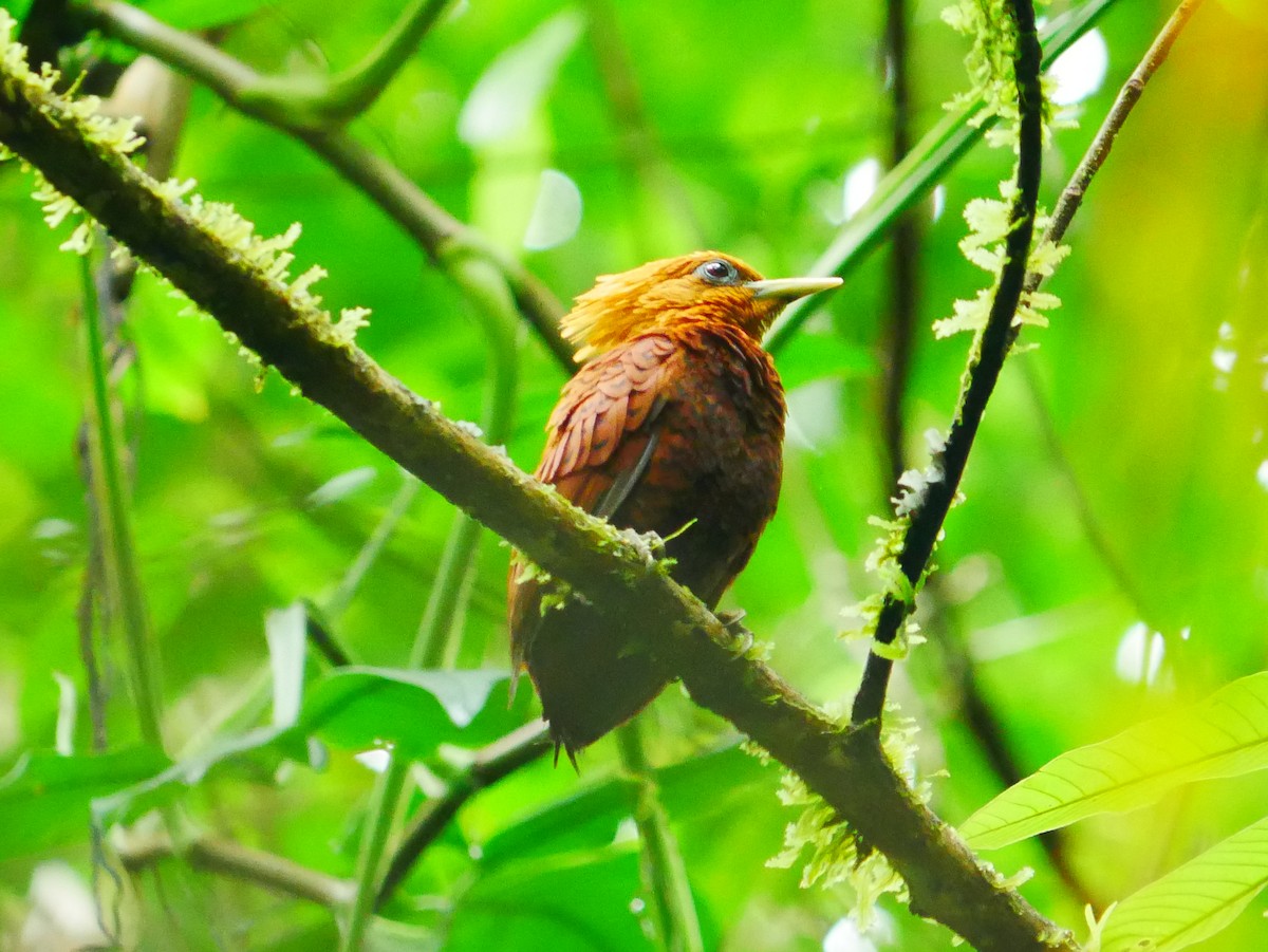 Chestnut-colored Woodpecker - ML635248235