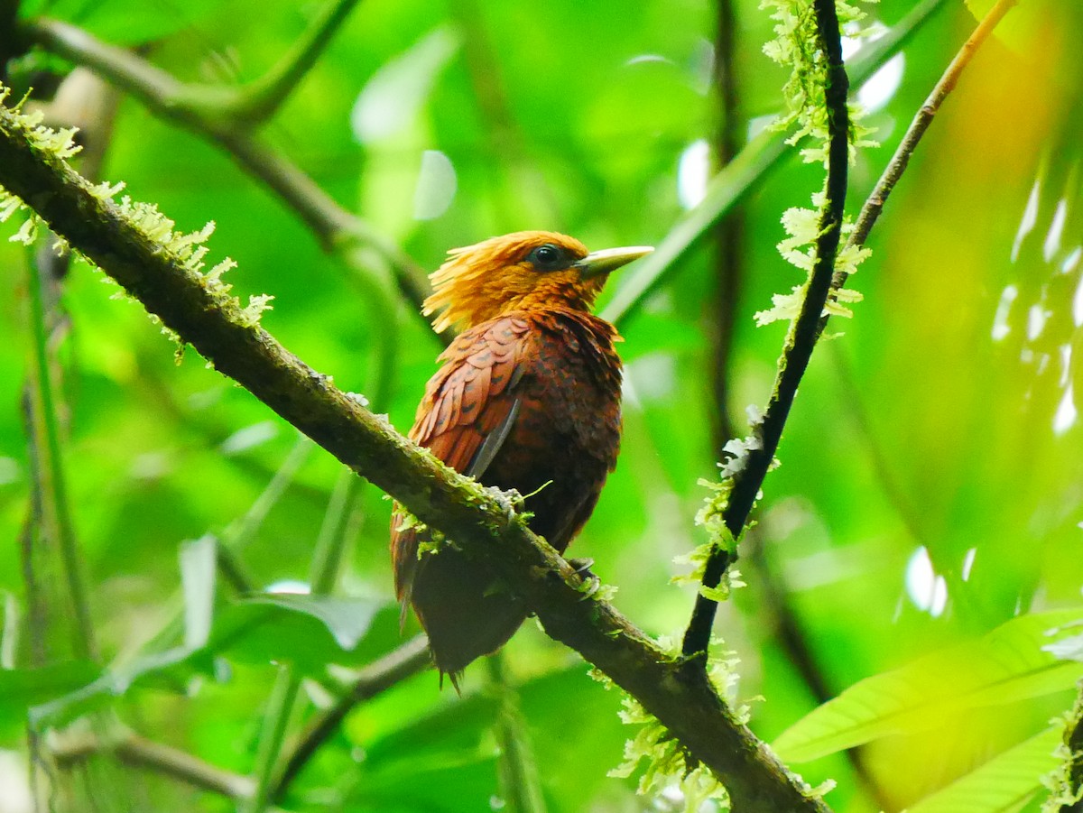 Chestnut-colored Woodpecker - ML635248236