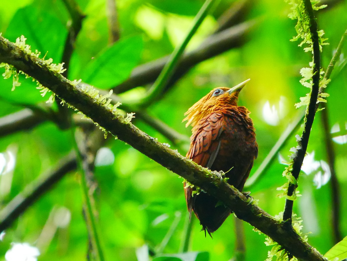 Chestnut-colored Woodpecker - ML635248237