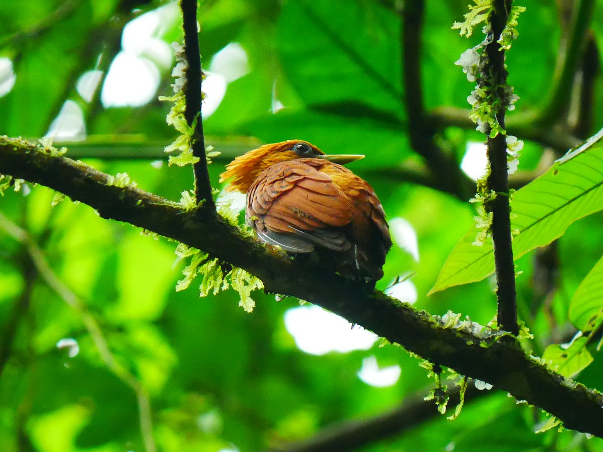 Chestnut-colored Woodpecker - ML635248238