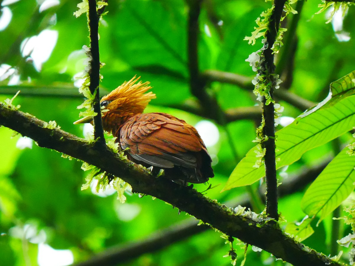 Chestnut-colored Woodpecker - ML635248239