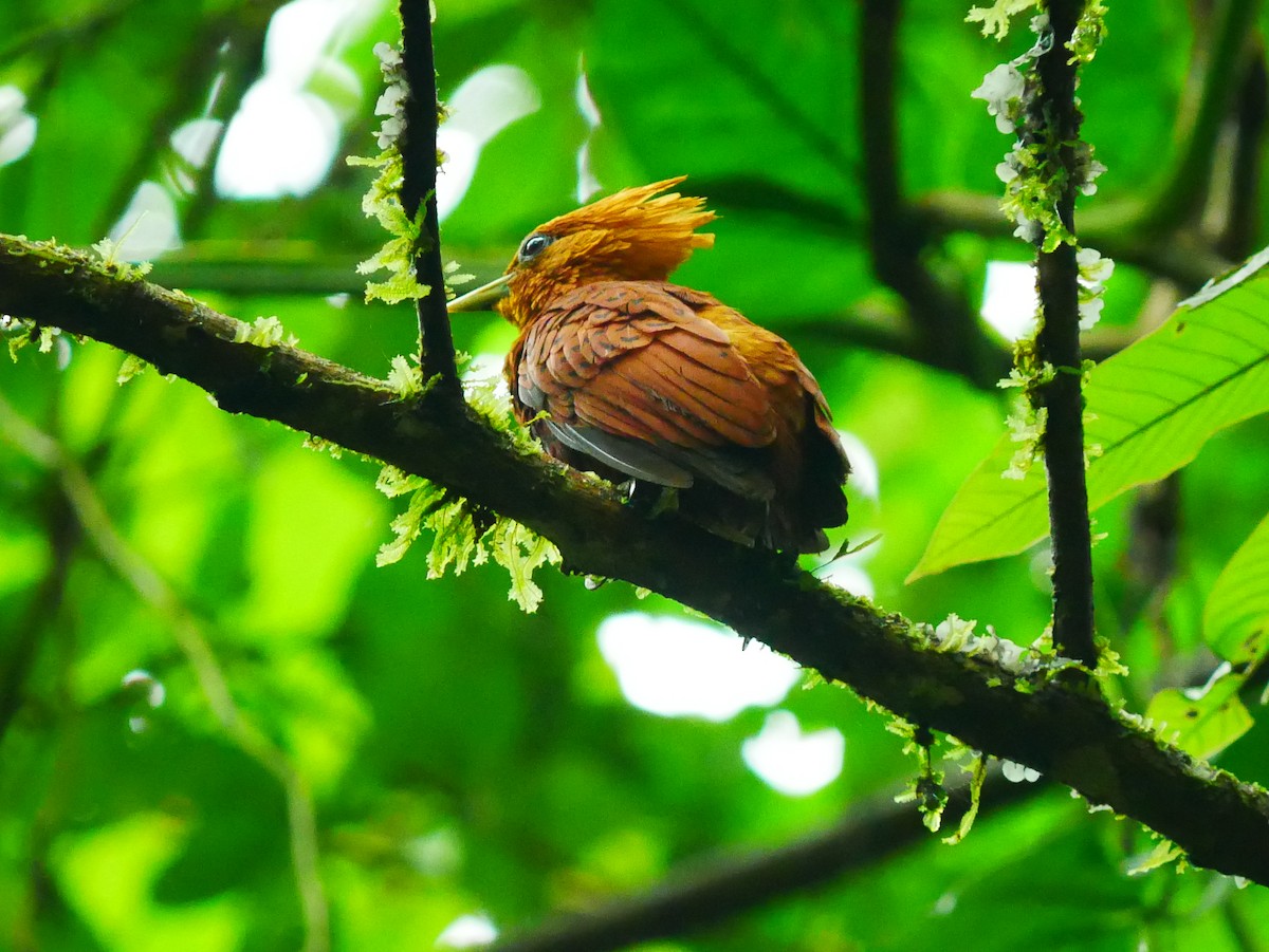 Chestnut-colored Woodpecker - ML635248240