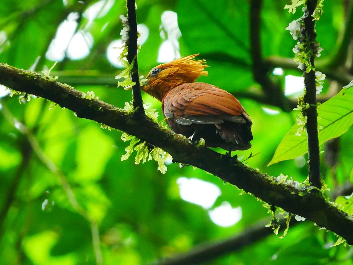 Chestnut-colored Woodpecker - ML635248242