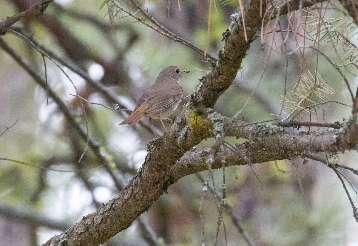 Hermit Thrush - ML63524831