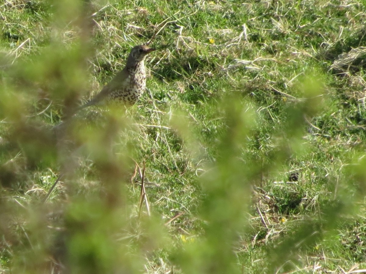Mistle Thrush - ML635248371