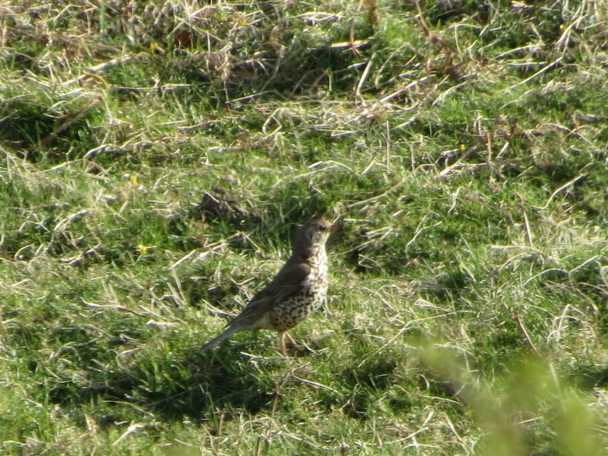 Mistle Thrush - ML635248372